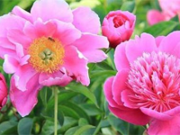 芍药花什么时候开,春末夏初的浪漫绽放