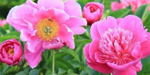 芍药花什么时候开,春末夏初的浪漫绽放