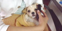 宠物保姆,守护爱宠的温馨守护者