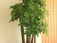 木本植物,生态、经济与观赏价值的综合概述